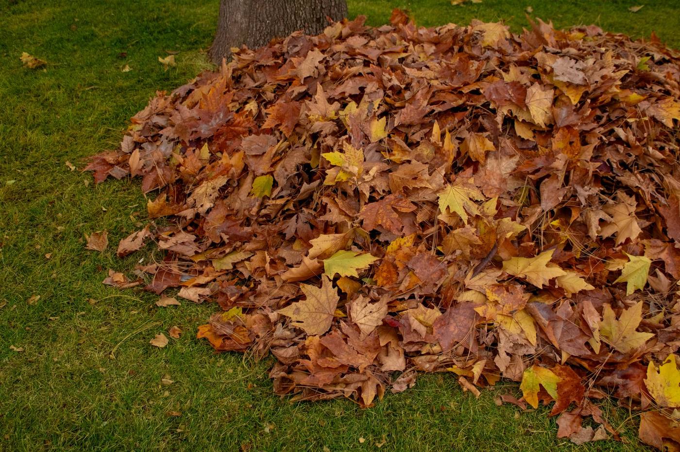 A large pile of fallen leaves on a lawn