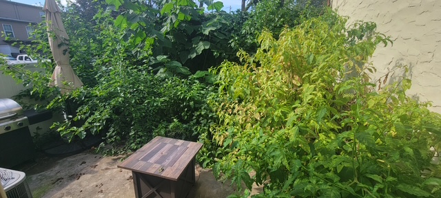 BEFORE - Yard Cleanup