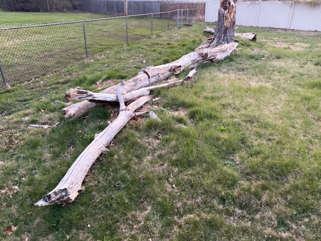 Cut Downed Tree & Removed It