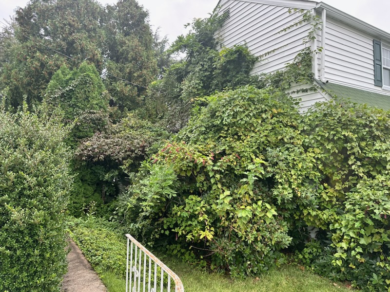 Brush & Yard Waste Removal - MCM Hauling of Philadelphia, PA