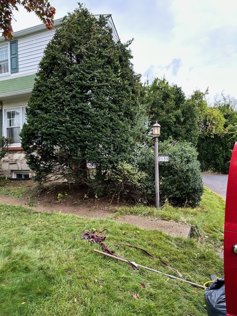 Brush & Yard Waste Removal - MCM Hauling of Philadelphia, PA