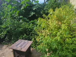 BEFORE - Yard Cleanup