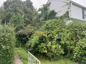 Brush & Yard Waste Removal - MCM Hauling of Philadelphia, PA