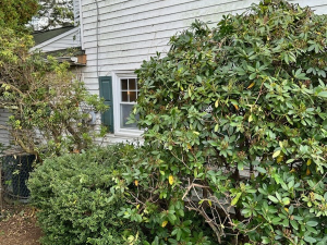 Brush & Yard Waste Removal - MCM Hauling of Philadelphia, PA