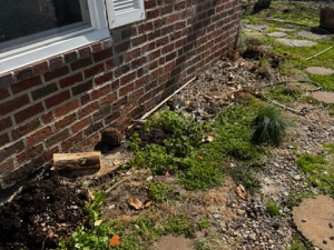 Spring Yard Cleanup